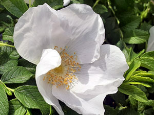 06-05